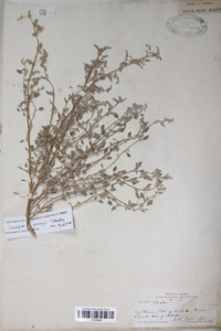 Herbarium Sheet of P 4552043